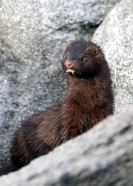 Invasive species week - Introducing the American mink